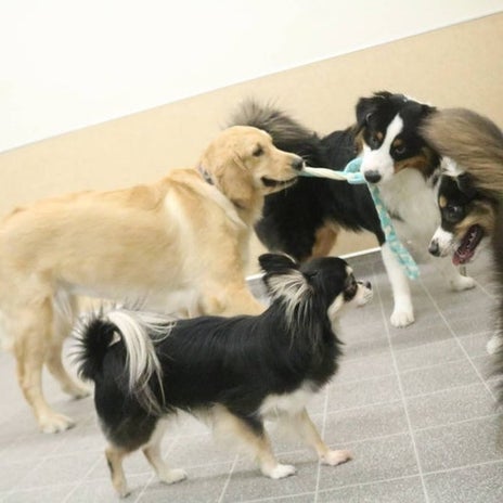 高橋英樹 ロープ遊び教える愛犬の画像