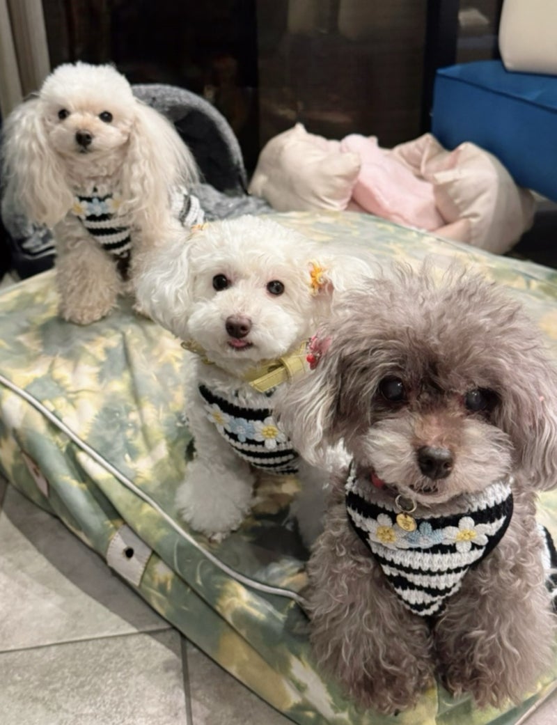 堀ちえみ 逃げるための頭脳持つ愛犬の画像