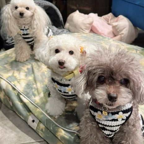 堀ちえみ 逃げるための頭脳持つ愛犬の画像