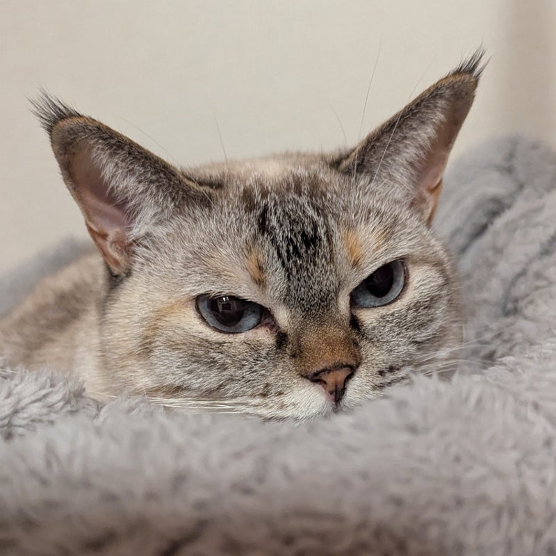 無収入でも5年間生活できる状態の画像