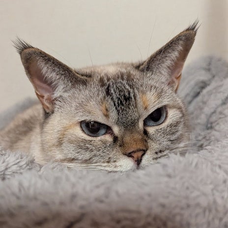 無収入でも5年間生活できる状態の画像