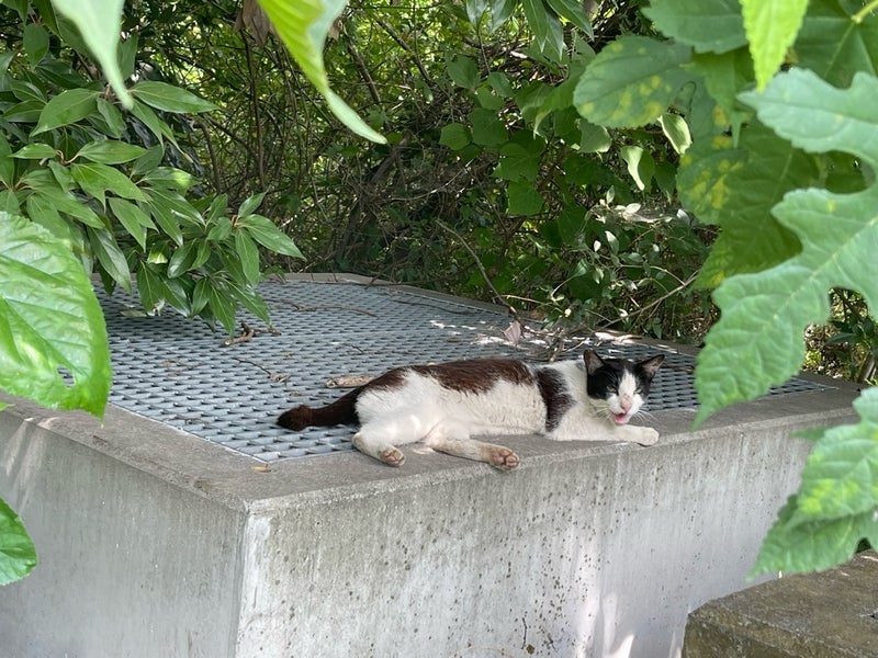 原田龍二 気ままな愛猫との楽しみの画像