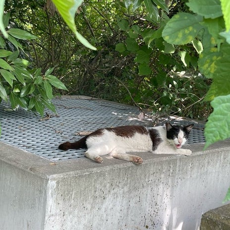原田龍二 気ままな愛猫との楽しみの画像