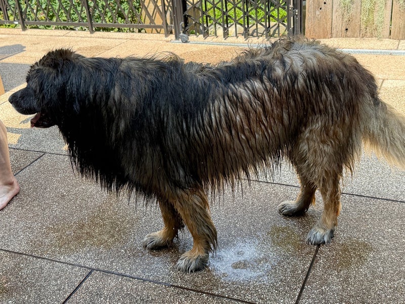 假屋崎省吾 75kg愛犬のお手入れの画像