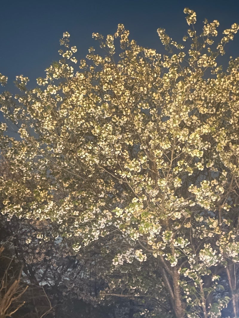假屋崎省吾 自宅で格別な夜桜見物の画像