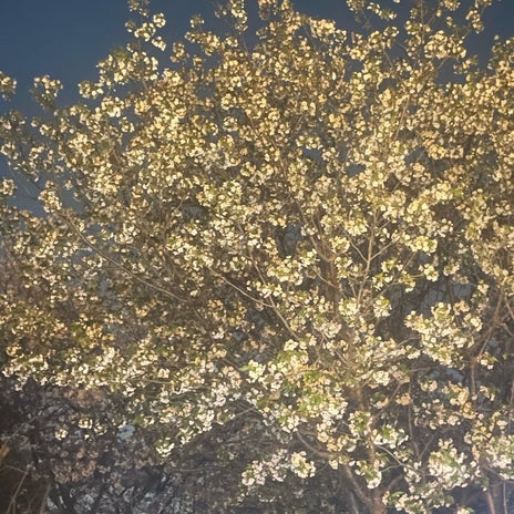 假屋崎省吾 自宅で格別な夜桜見物の画像