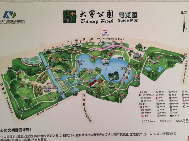 公園で桜だと思っていた満開の花の画像