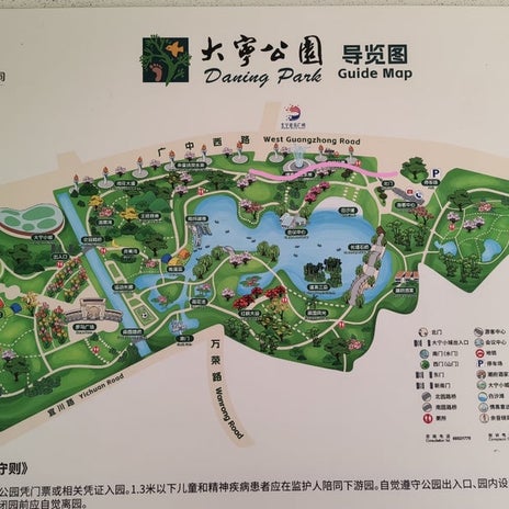 公園で桜だと思っていた満開の花の画像