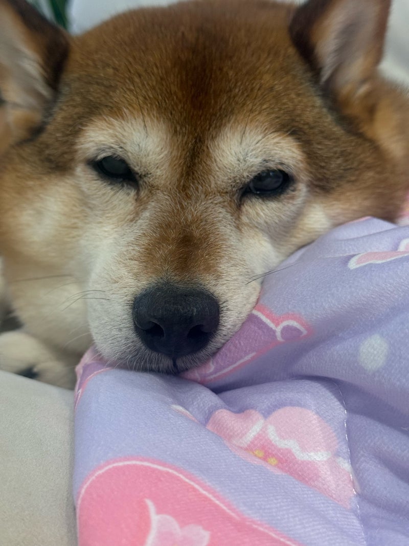 2日掃除しなかっただけでえらい毛の画像