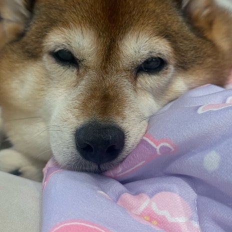 2日掃除しなかっただけでえらい毛の画像