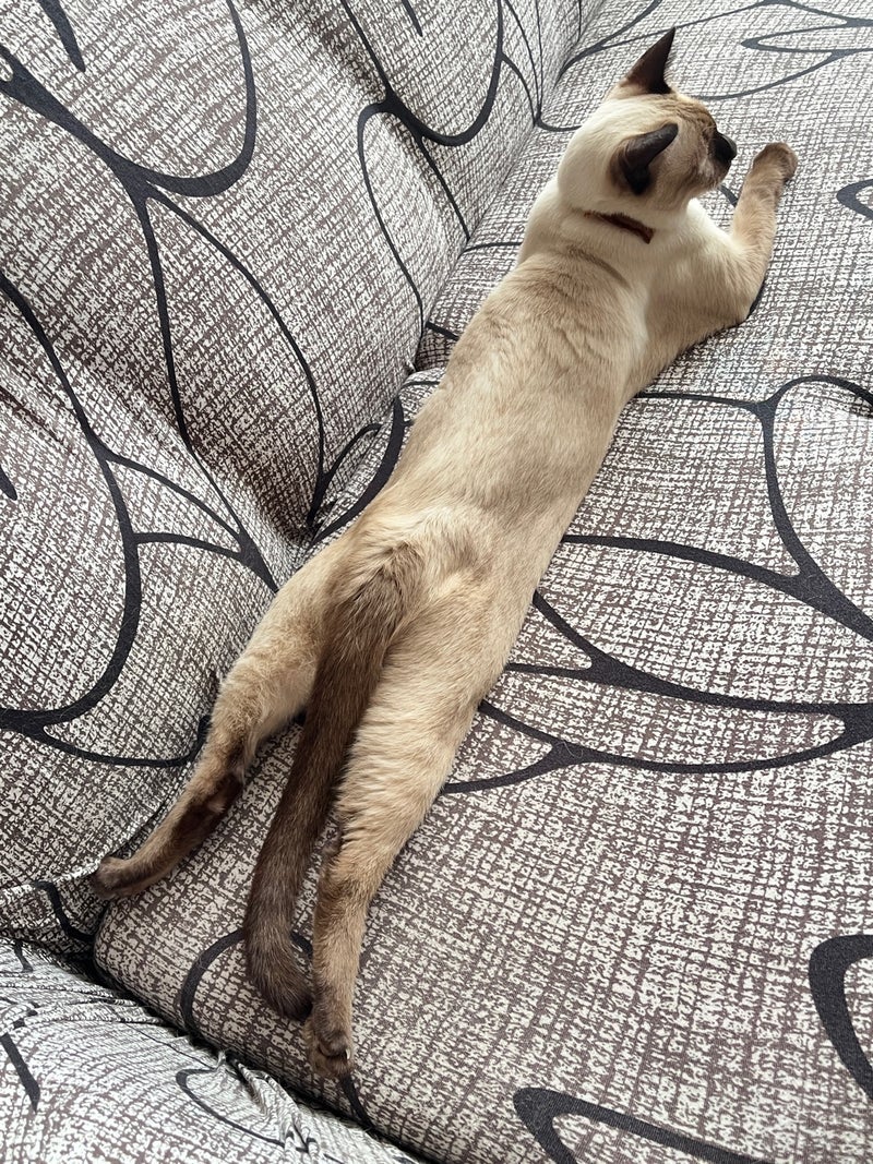 バイカーで増えていく車の細かい傷の画像