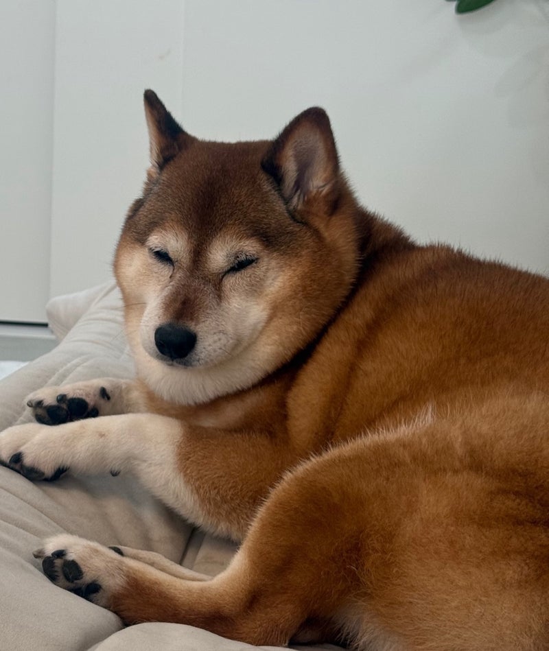 頭かち割れそうなくらいの頭痛の朝の画像