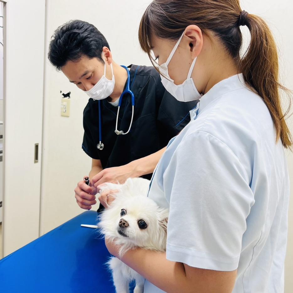 高橋英樹愛犬の定期健診で病院への画像