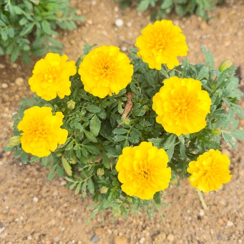 だいた 楽しみでしかない授業参観の画像