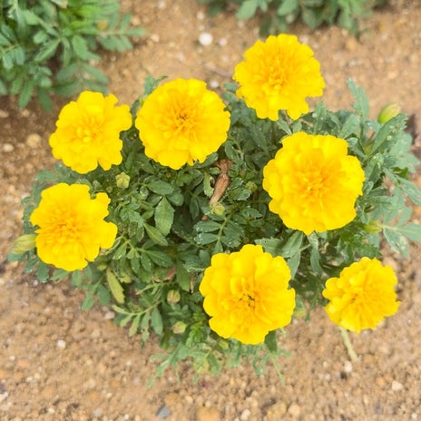 だいた 楽しみでしかない授業参観の画像