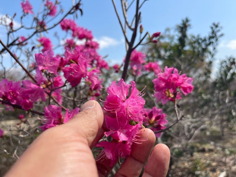 原田龍二 春を楽しむ桜の写真の画像