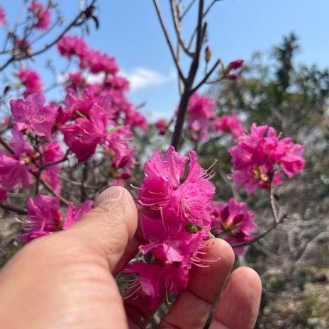 原田龍二 春を楽しむ桜の写真の画像