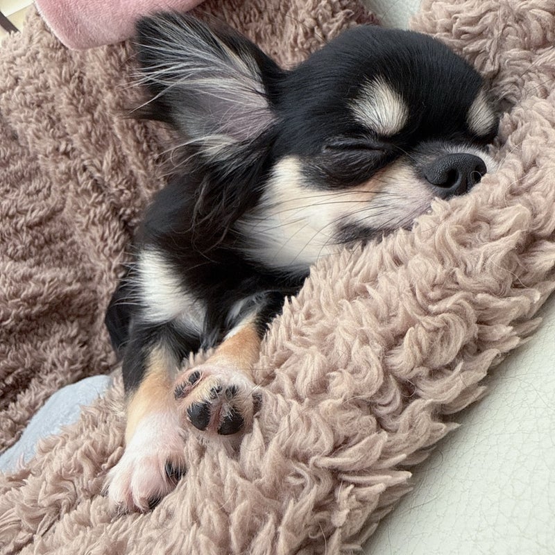 小柳ルミ子 愛犬との至福タイムの画像