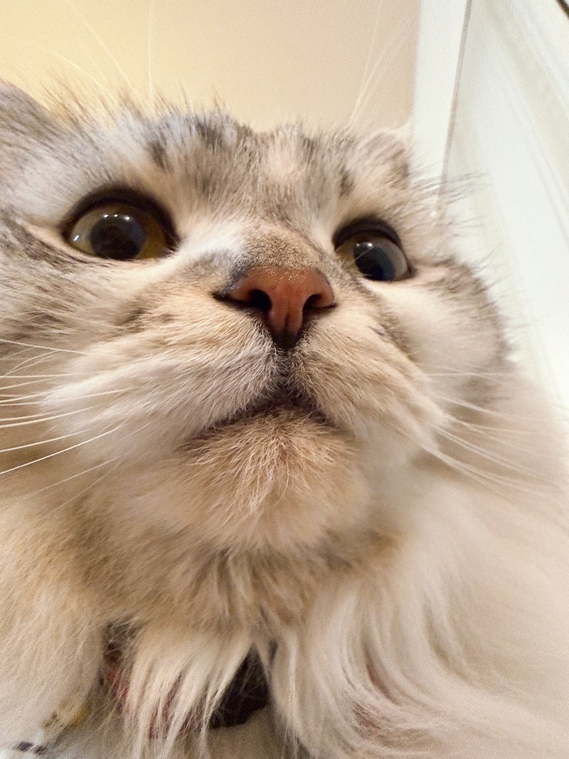 細川直美 夫とホムセンで買い物の画像