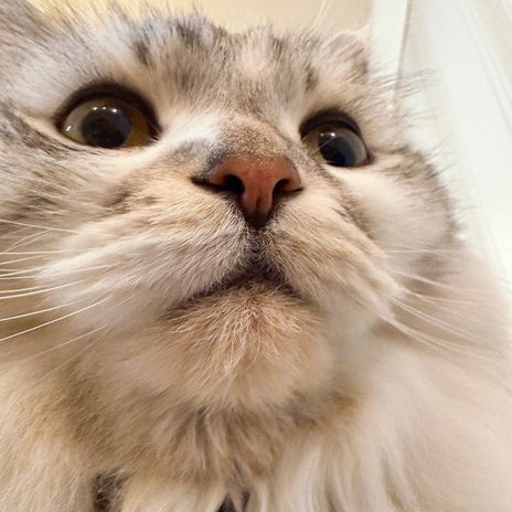 細川直美 夫とホムセンで買い物の画像