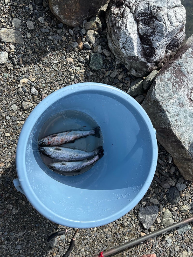 釣れたら買い取りの厳しい釣り堀の画像