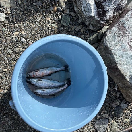 釣れたら買い取りの厳しい釣り堀の画像