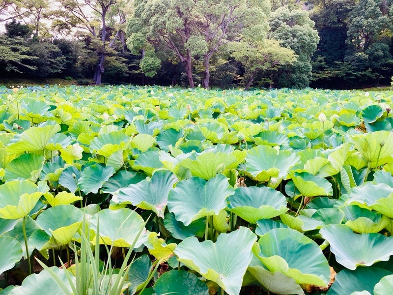 夫がやめた毎年のルーティン墓参りの画像