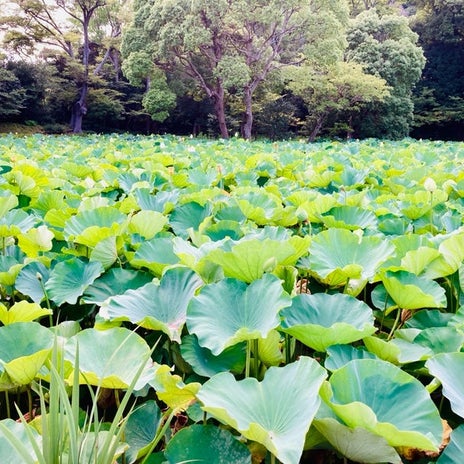 夫がやめた毎年のルーティン墓参りの画像