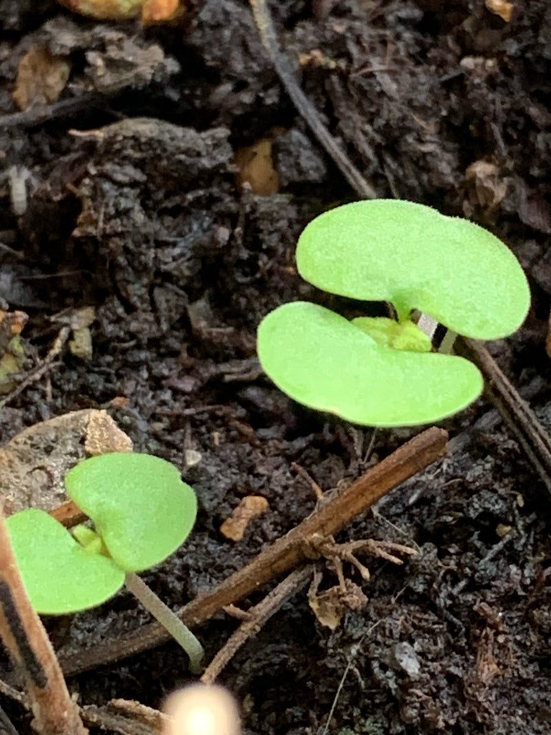 放置した植木鉢に沢山の紫蘇の芽の画像