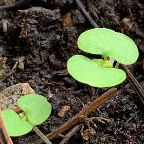 放置した植木鉢に沢山の紫蘇の芽の画像