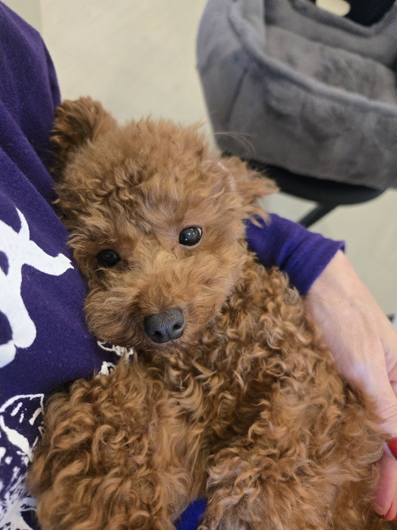 保護犬に繋がってほしい素敵なご縁の画像