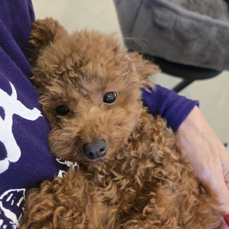 保護犬に繋がってほしい素敵なご縁の画像