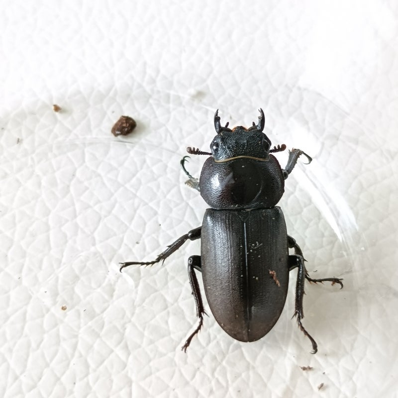 すぐ潜っていったカブトムシのオスの画像
