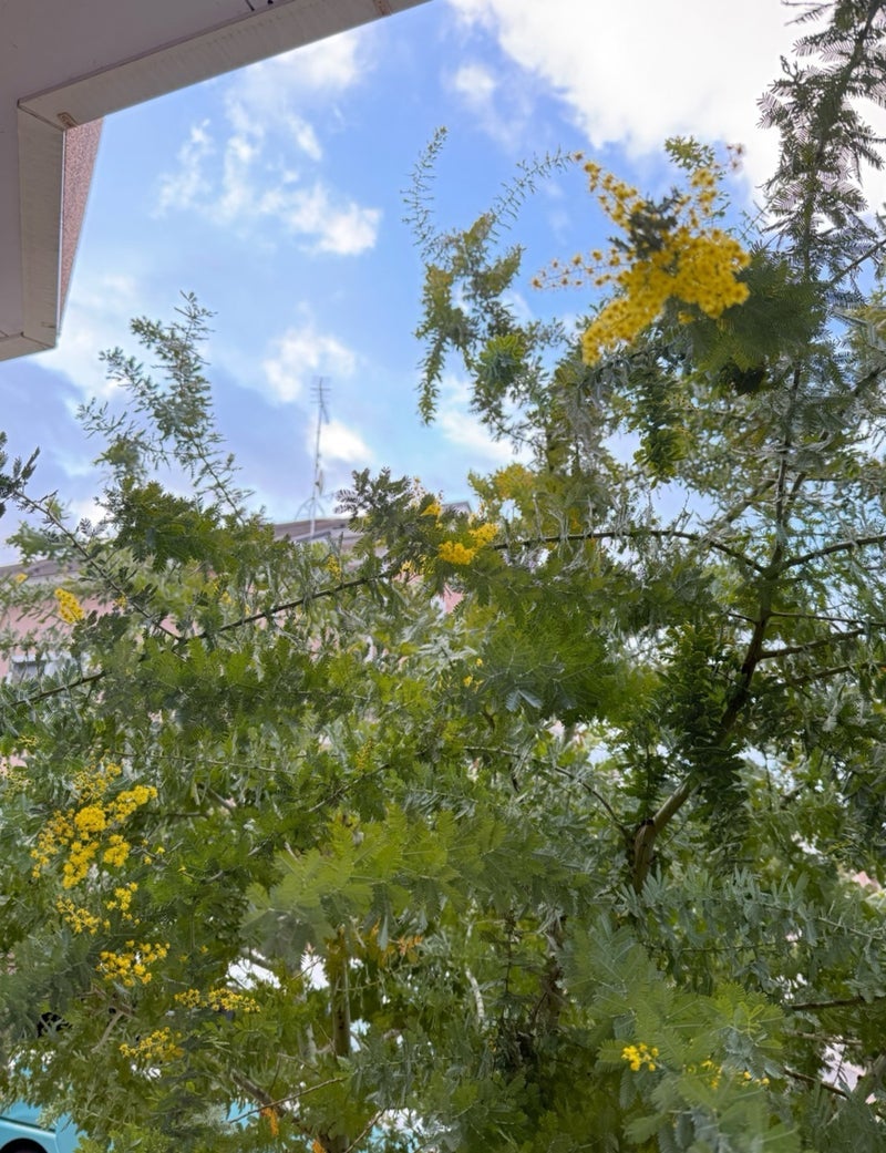 原田龍二の妻 過去一の花芽のミモザの画像