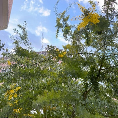原田龍二の妻 過去一の花芽のミモザの画像