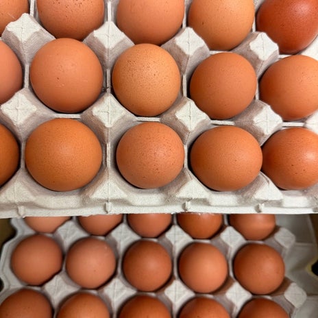 細川直美 ふるさと納税の返礼品の卵の画像