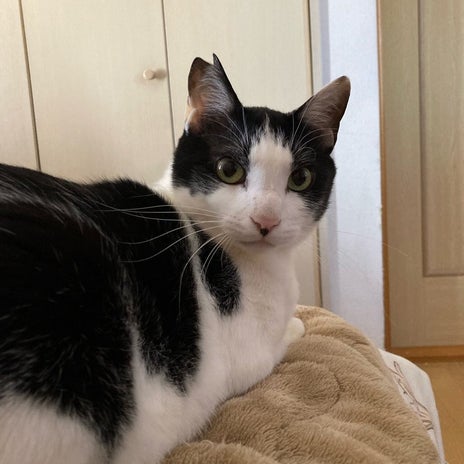 ヴァンクリならしないぞんざいな扱いの画像