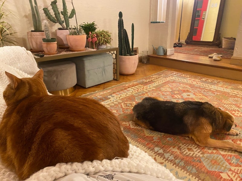 野沢直子 静か過ぎて寂しくなった家の画像