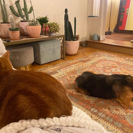 野沢直子 静か過ぎて寂しくなった家の画像