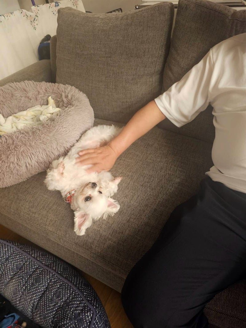 梅沢富美男 アザト系男子な愛犬の画像