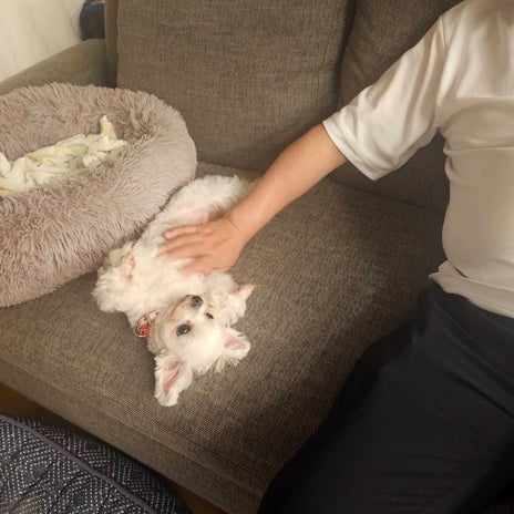 梅沢富美男 アザト系男子な愛犬の画像