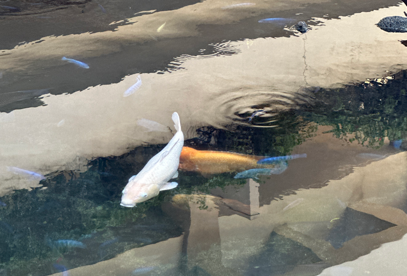 買い足したズボラ主婦の強い味方の画像