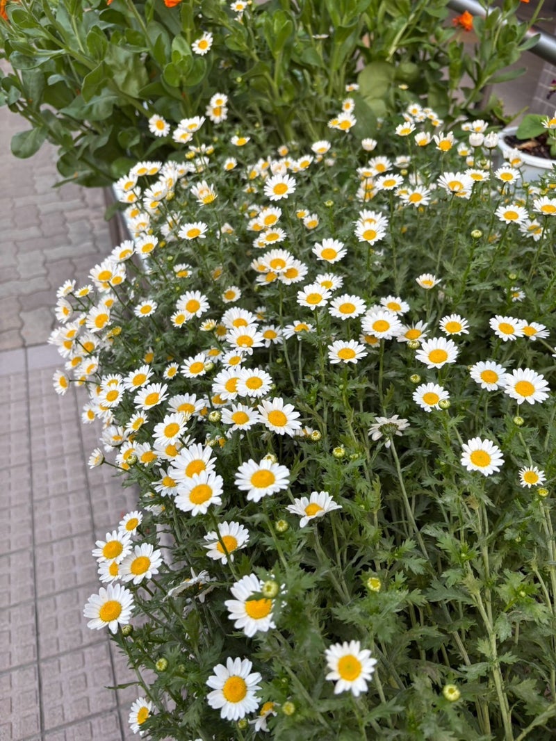 ダブルで頑張る日の黄砂とくしゃみの画像