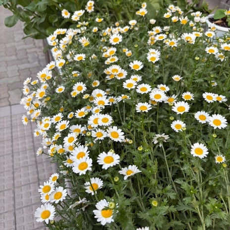 ダブルで頑張る日の黄砂とくしゃみの画像