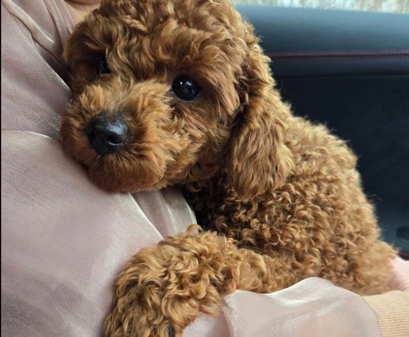 モト冬樹 新しい愛犬を預かる妻かもの画像