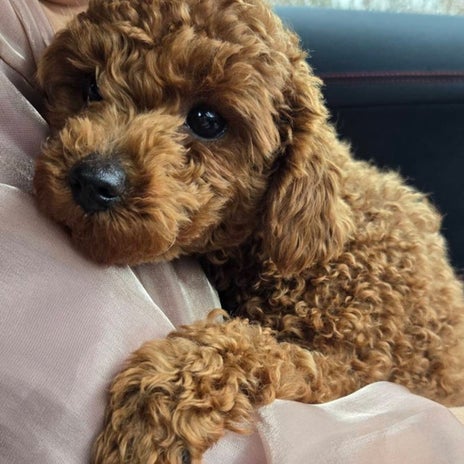 モト冬樹 新しい愛犬を預かる妻かもの画像