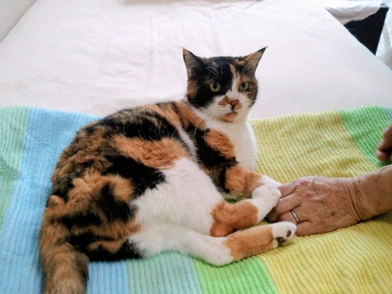 照英 夢に現れた24年生きた愛猫の画像
