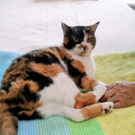照英 夢に現れた24年生きた愛猫の画像
