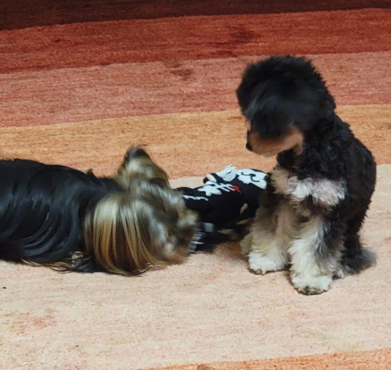 モト冬樹 うまくいかない愛犬の関係の画像