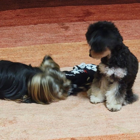 モト冬樹 うまくいかない愛犬の関係の画像